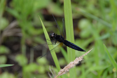 Lyriothemis pachygastra