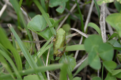 Hyla japonica