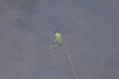 Hyla japonica