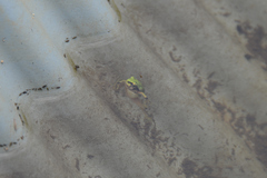 Hyla japonica