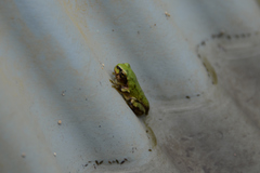 Hyla japonica