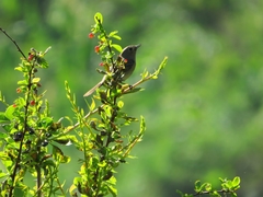 Phoenicurus coeruleocephala