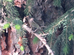 Phoenicurus coeruleocephala