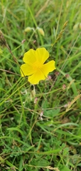 Helianthemum nummularium