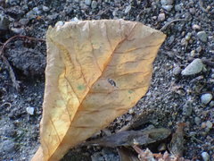 Cameraria ohridella