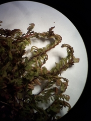 Plagiochila gregaria