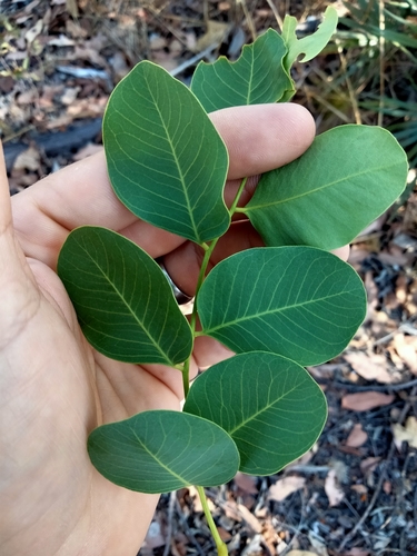Erythrophleum chlorostachys (F.Muell.) Baill.