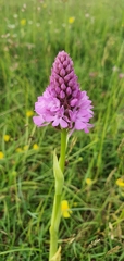 Anacamptis pyramidalis