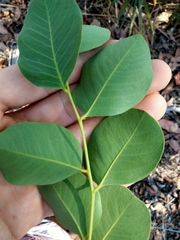Erythrophleum chlorostachys