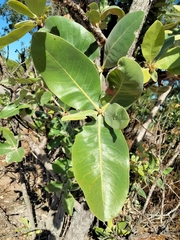 Xanthostemon paradoxus