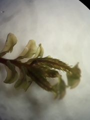 Plagiochila gregaria