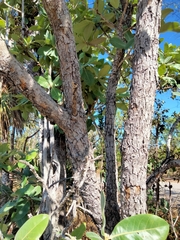 Xanthostemon paradoxus