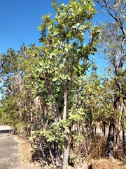 Xanthostemon paradoxus