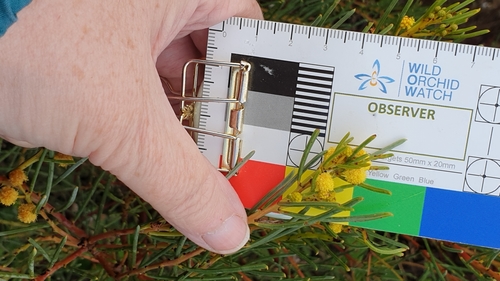 Image of Acacia nematophylla by (c) Rosalie Lawrence, some rights reserved (CC BY)