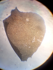 Plagiochila gregaria