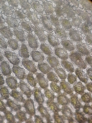 Plagiochila gregaria