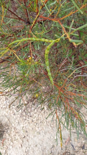 Image of Acacia nematophylla by (c) Rosalie Lawrence, some rights reserved (CC BY)