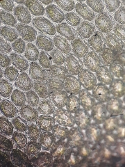 Plagiochila gregaria