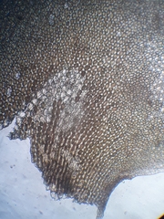 Plagiochila gregaria