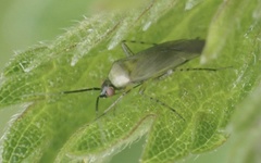 Plagiognathus arbustorum