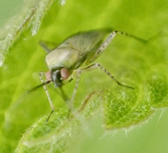 Plagiognathus arbustorum