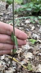 Epipactis microphylla