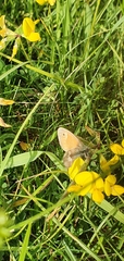 Coenonympha pamphilus