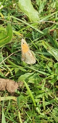 Coenonympha pamphilus