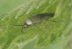 Plagiognathus arbustorum