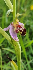 Ophrys apifera