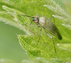 Plagiognathus arbustorum