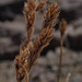 Carex phaeocephala - Photo (c) Susan, algunos derechos reservados (CC BY-NC), subido por Susan