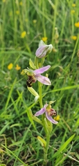 Ophrys apifera