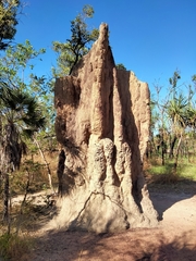 Nasutitermes triodiae