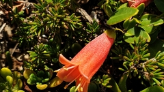 Correa pulchella