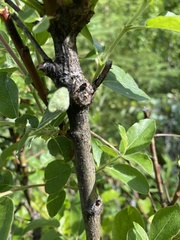 Salix pseudomonticola
