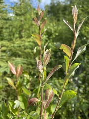Salix pseudomonticola
