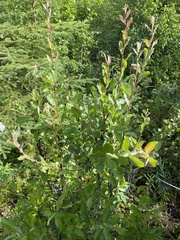 Salix pseudomonticola