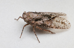 Alphina glauca