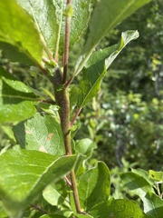 Salix pseudomonticola