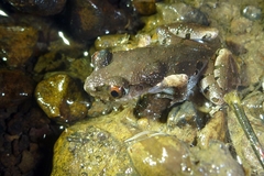 Leptobrachella minima