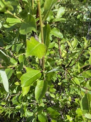 Salix pseudomonticola