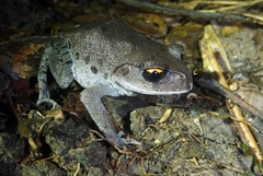 Leptobrachium smithi