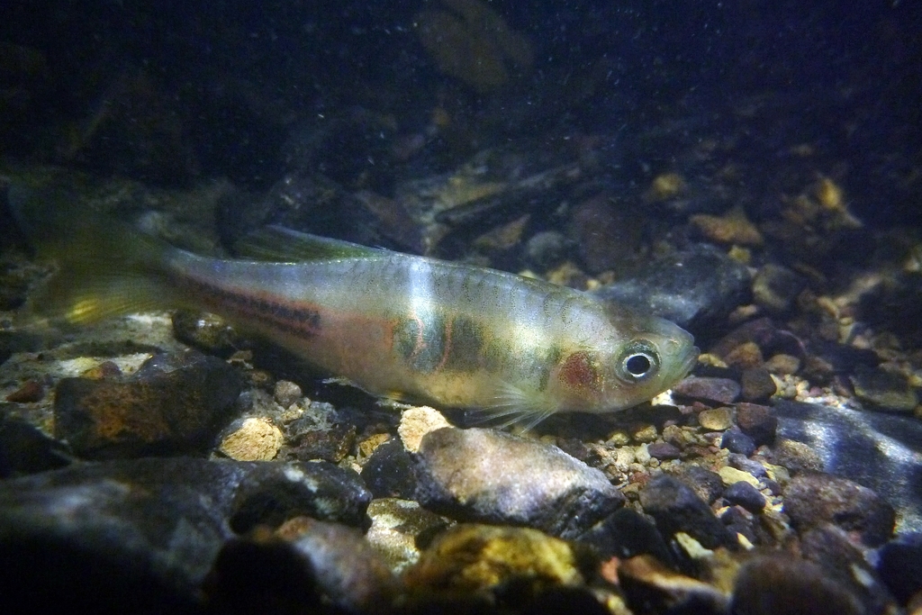 Red Giant Danio