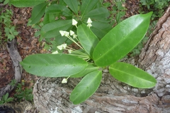 Hoya multiflora