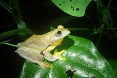 Namdapha Bush Frog photo 3