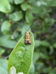 Nemophora bellela