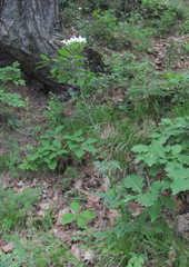 Valeriana cardamines