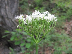 Valeriana cardamines