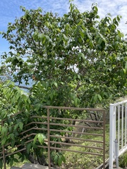 Magnoliopsida